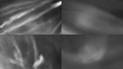 Sdružený snímek Bludný