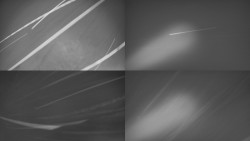 Sdružený snímek Bludný