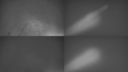 Sdružený snímek Bludný