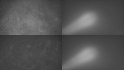 Sdružený snímek Bludný