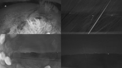 Sdružený snímek Bludný