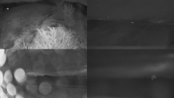 Sdružený snímek Bludný