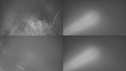 Sdružený snímek Bludný