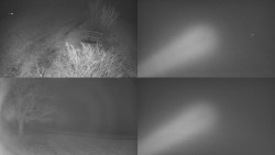 Sdružený snímek Bludný