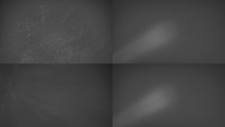 Sdružený snímek Bludný