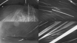 Sdružený snímek Bludný