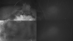 Sdružený snímek Bludný