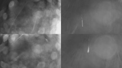 Sdružený snímek Bludný