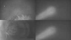 Sdružený snímek Bludný