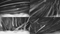 Sdružený snímek Bludný