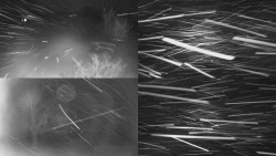 Sdružený snímek Bludný