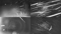 Sdružený snímek Bludný