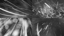 Sdružený snímek Bludný