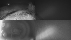 Sdružený snímek Bludný