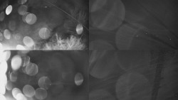 Sdružený snímek Bludný