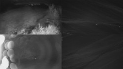 Sdružený snímek Bludný