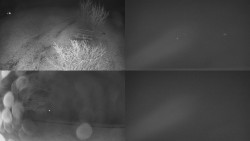 Sdružený snímek Bludný