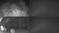 Sdružený snímek Bludný