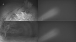 Sdružený snímek Bludný