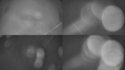 Sdružený snímek Bludný