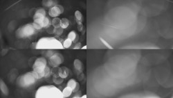 Sdružený snímek Bludný