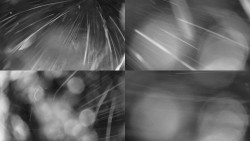 Sdružený snímek Bludný