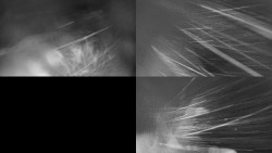 Sdružený snímek Bludný