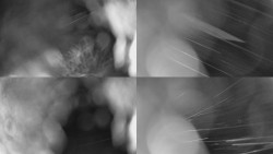 Sdružený snímek Bludný