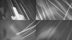 Sdružený snímek Bludný