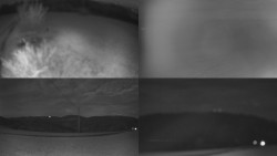 Sdružený snímek Bludný