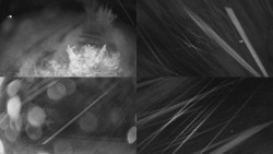 Sdružený snímek Bludný