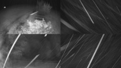 Sdružený snímek Bludný