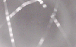 Ski Areál Opálená