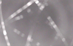 Ski Areál Opálená