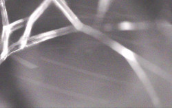 Ski Areál Opálená