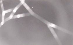 Ski Areál Opálená