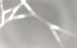 Ski Areál Opálená