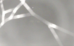 Ski Areál Opálená