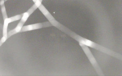 Ski Areál Opálená