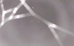 Ski Areál Opálená