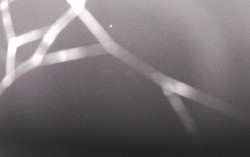 Ski Areál Opálená