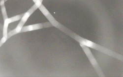 Ski Areál Opálená