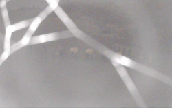 Ski Areál Opálená