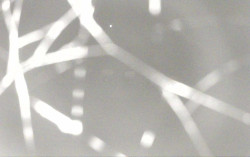 Ski Areál Opálená