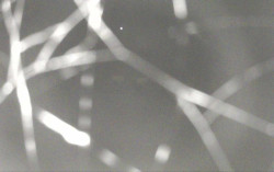 Ski Areál Opálená