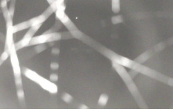 Ski Areál Opálená