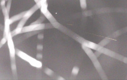 Ski Areál Opálená