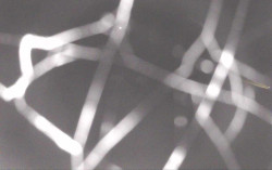 Ski Areál Opálená