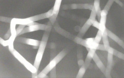 Ski Areál Opálená