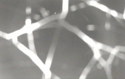 Ski Areál Opálená